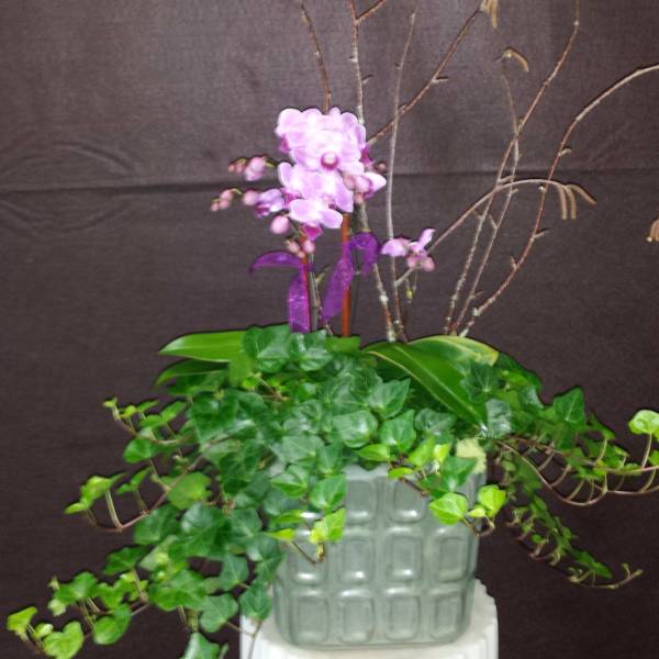 Purple orchid arrangement in a square ceramic planter with trailing ivy