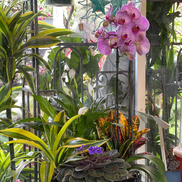 Potted orchid and mixed houseplants in a black bowl planter