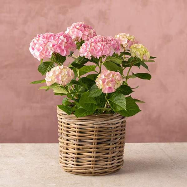 Pink hydrangea plant in a wicker basket