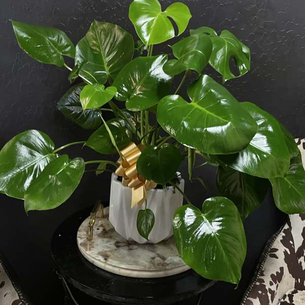 Potted monstera plant with glossy split leaves and a gold ribbon
