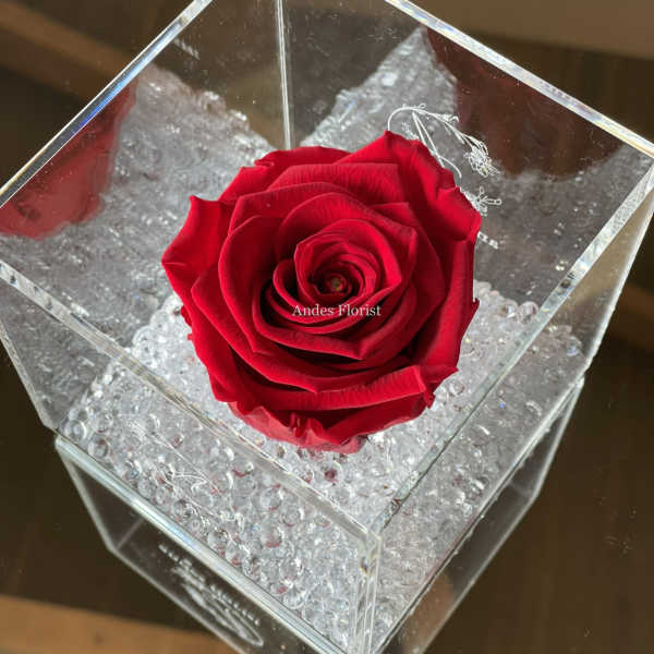 Single red rose in a clear acrylic box with crystal beads