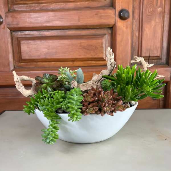 Succulent arrangement in a white bowl with driftwood accents