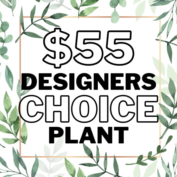 Graphic sign reading "$55 Designers Choice Plant" with leafy border