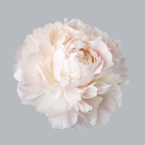 Single pale pink peony bloom on a gray background