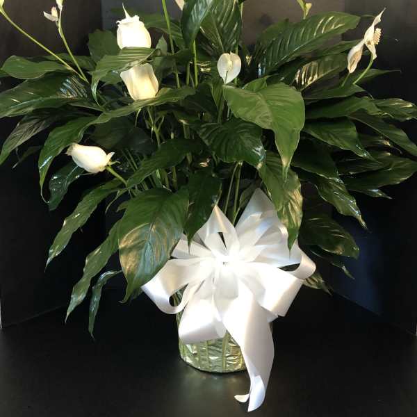 White peace lilies in a glass vase with a white ribbon bow
