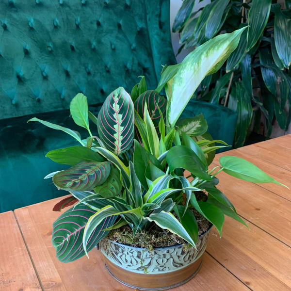 Mixed potted houseplants in a decorative metal container