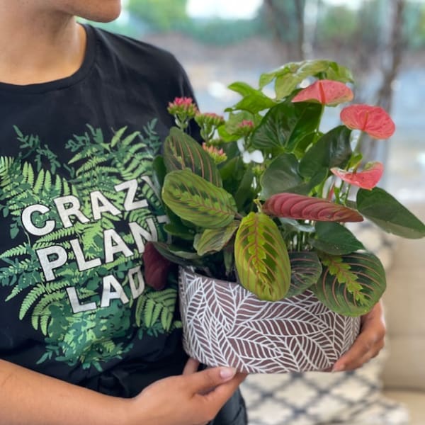 Potted anthurium and prayer plant arrangement in a patterned container
