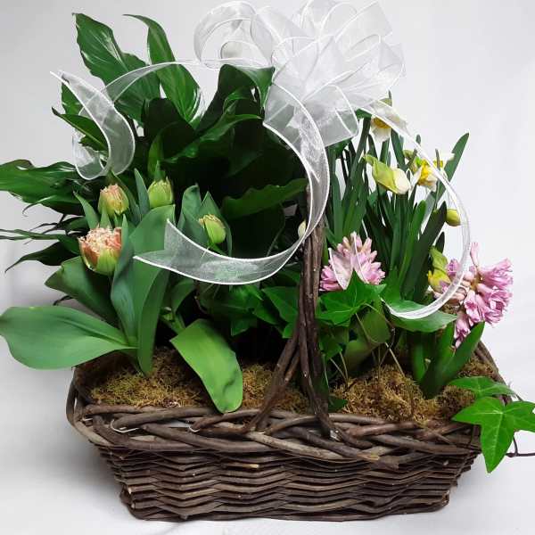 Spring Has Sprung Bulb Garden