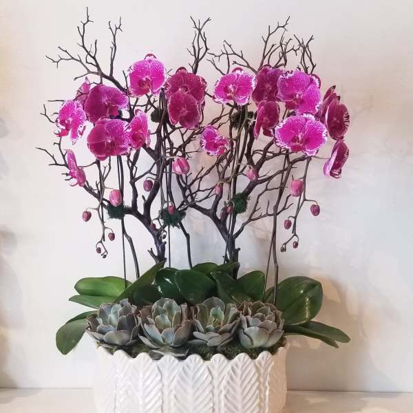 Pink orchids in a white textured planter with gray succulents
