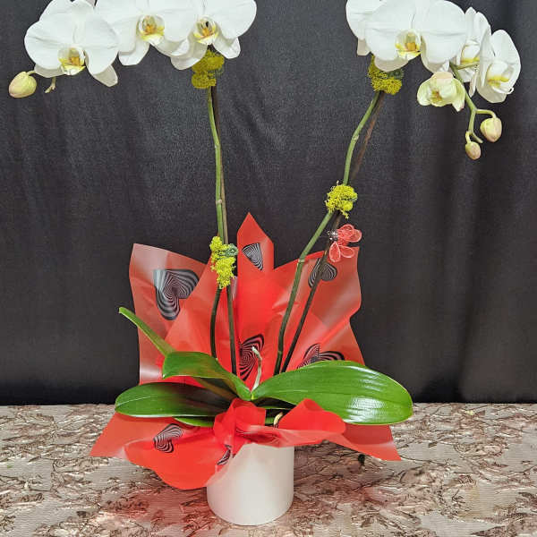 White orchids in a white pot with red wrapping