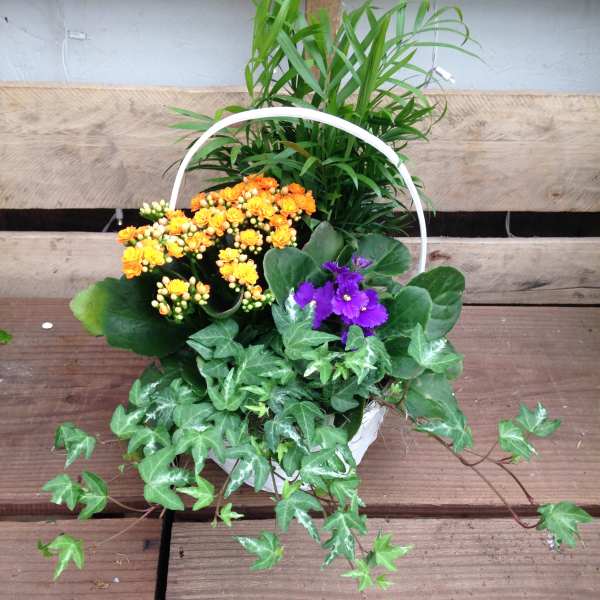 Basket of orange and purple flowers with trailing ivy and a tall green plant