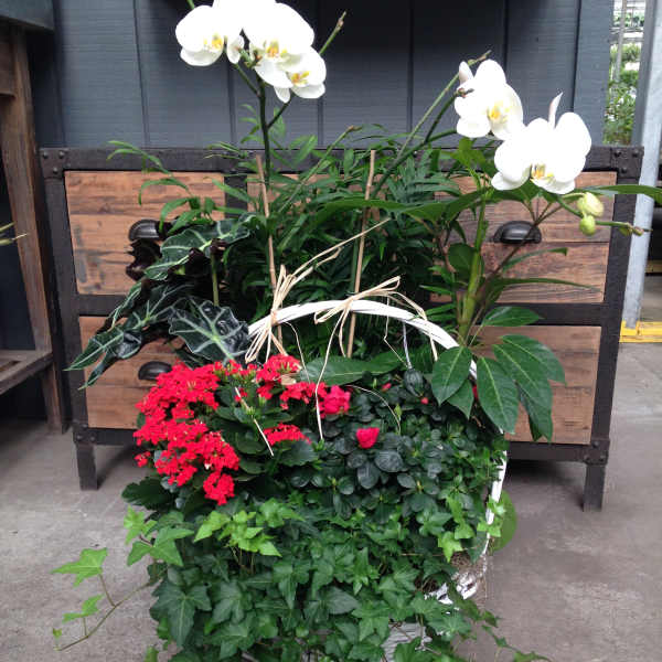Potted orchid and mixed foliage arrangement with red blooms