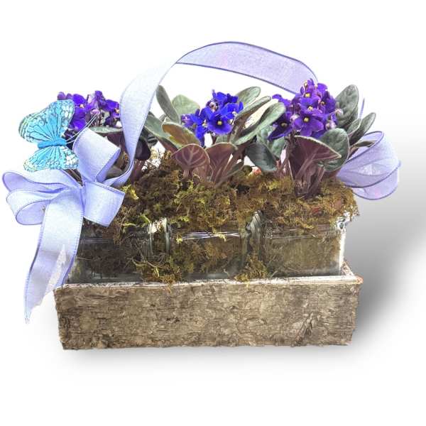 Purple potted violets in a bark planter with a lavender ribbon and butterfly decoration