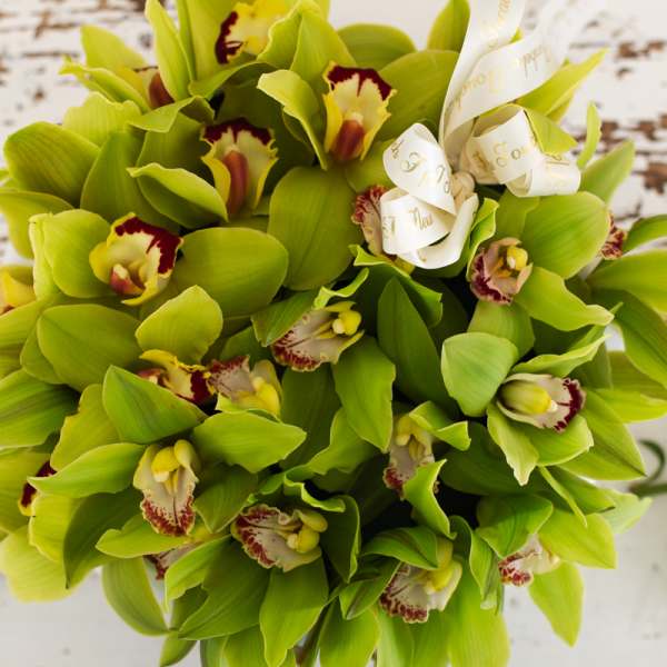 Cymbidium orchid pot