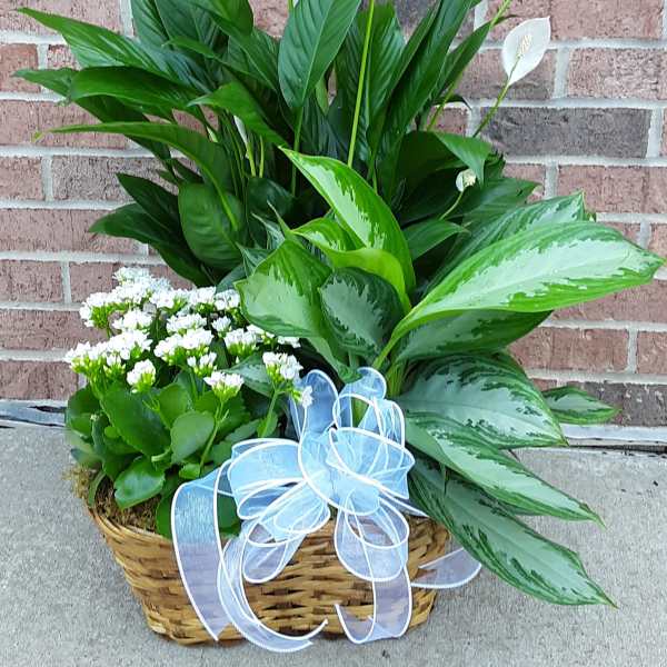 Basket of green plants with white peace lilies and a blue ribbon