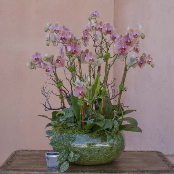 Pink orchid arrangement in a glass bowl with trailing greenery