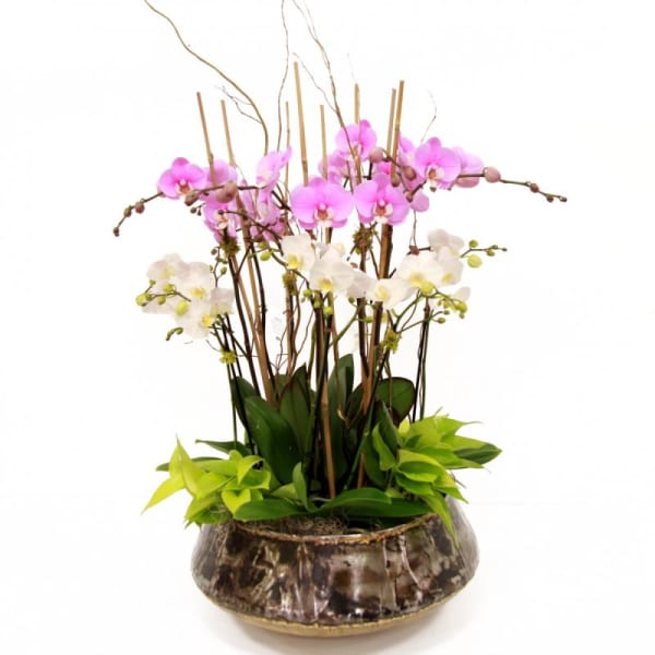 Pink and white phalaenopsis orchids with lush foliage in a low round ceramic bowl planter