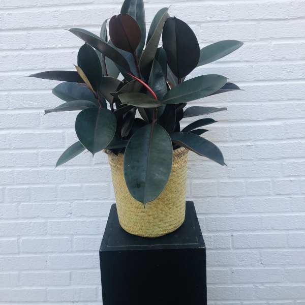 Potted rubber plant in a woven basket planter