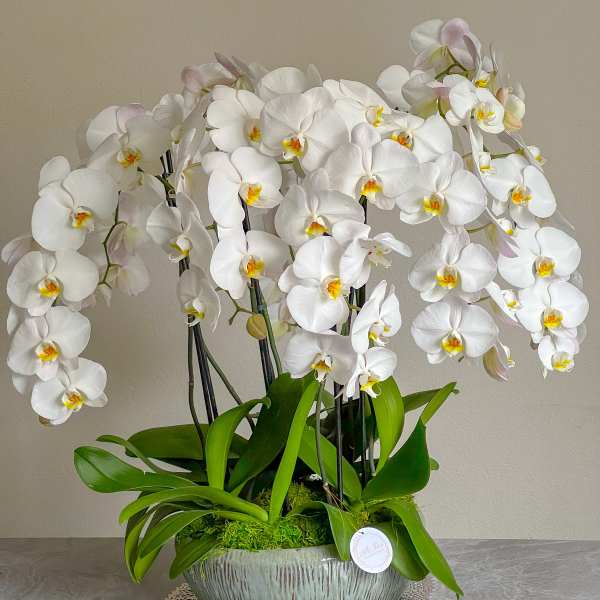 White orchid arrangement in a textured ceramic bowl
