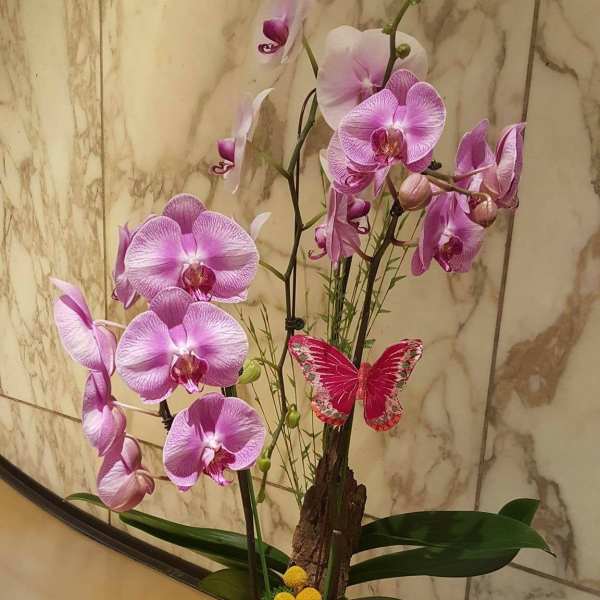 Pink orchids arranged in a dark vase with a decorative butterfly