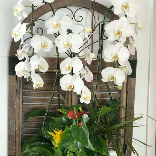 White orchids arranged in a black planter with mixed tropical foliage