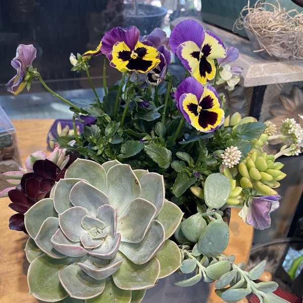 Potted succulent arrangement with purple and yellow pansies