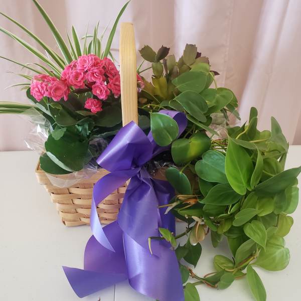 Basket of pink flowers and green plants tied with a purple ribbon