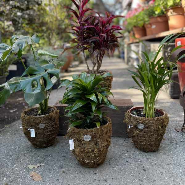 Three potted houseplants in moss-covered baskets outdoors