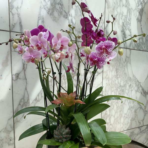 Pink and magenta orchids arranged in a metallic pot with succulents