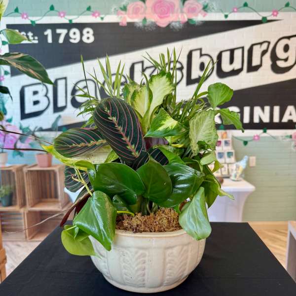 Mixed potted houseplants in a white ceramic bowl planter