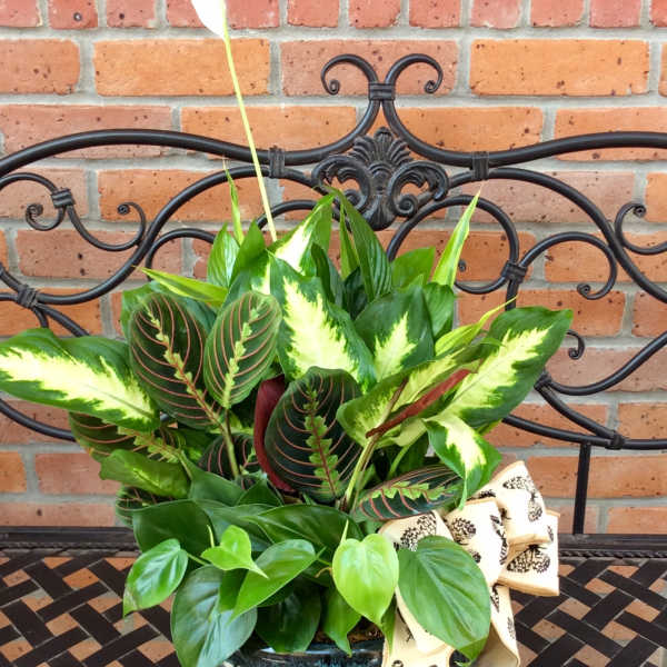 Potted green houseplant arrangement with a decorative ribbon