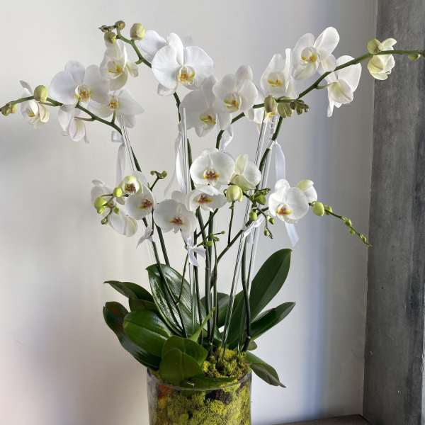White orchids arranged in a clear glass vase with moss