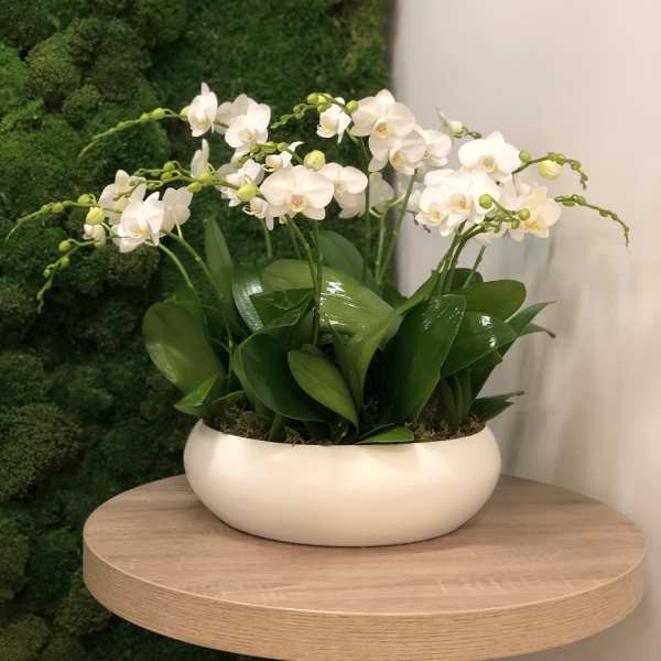 White phalaenopsis orchid plant with glossy green leaves in a low white bowl planter