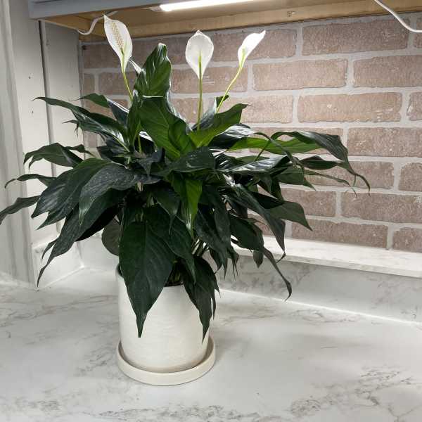 White peace lilies in a white pot on a countertop