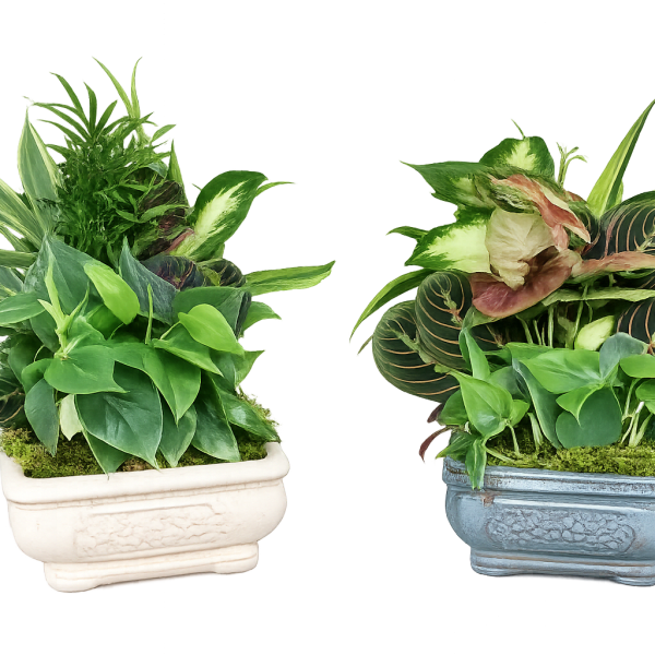 8" Assorted Dish Garden in Ceramic Planter