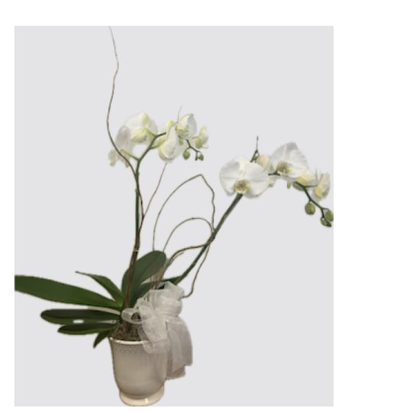 White orchid plant in a cream pot with a sheer ribbon
