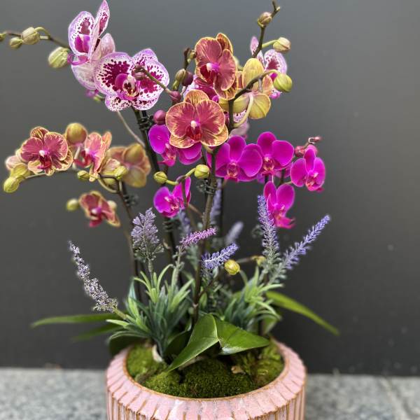 Potted orchid arrangement in a pink ribbed ceramic container