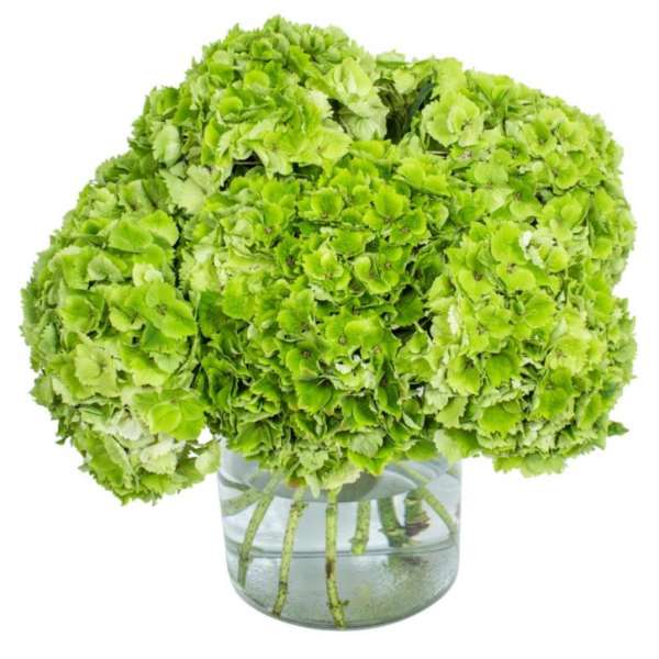 Green hydrangea bouquet in a clear glass vase