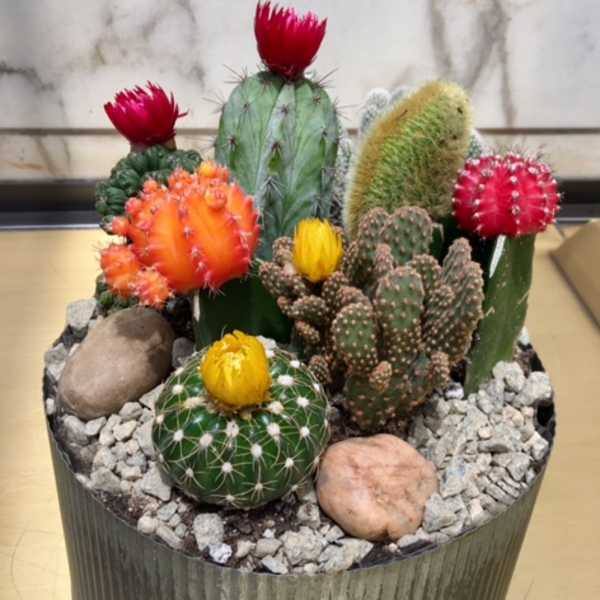 Potted cactus arrangement with colorful blooms and decorative stones
