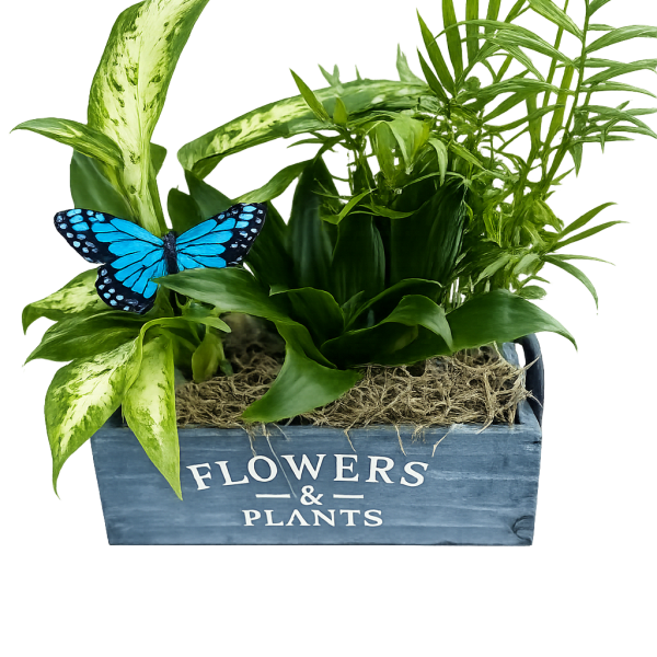 Butterfly Garden Box