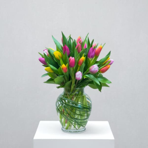 Tulips Together - Deluxe