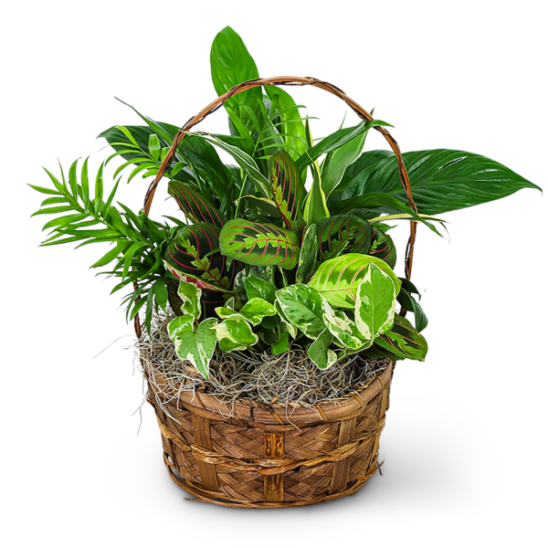 Basket of assorted green houseplants with a woven handle