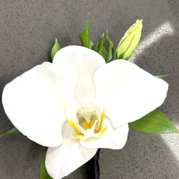White orchid boutonniere with green leaves