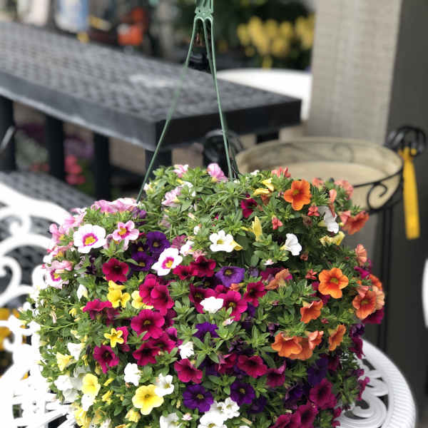 Hanging basket of multicolored petunia flowers