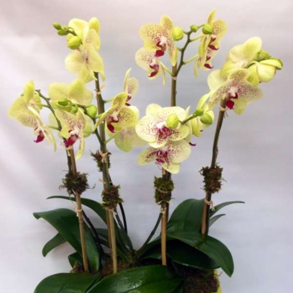 Potted orchid arrangement with pale yellow blooms in a rectangular planter