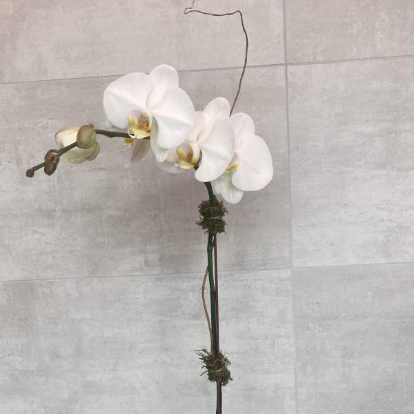 White orchid plant in a white pot with a tall stem and broad green leaves