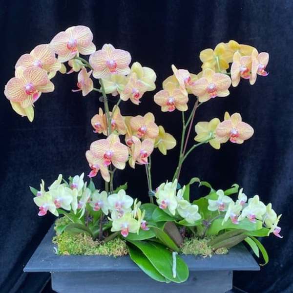 Orchid arrangement in a rectangular planter with pink and pale yellow blooms