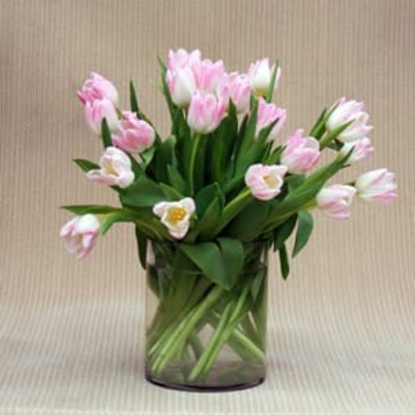 Pink and white tulips arranged in a clear glass vase