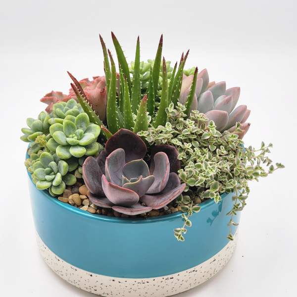Low round planter filled with assorted green and purple succulents in a teal ceramic bowl