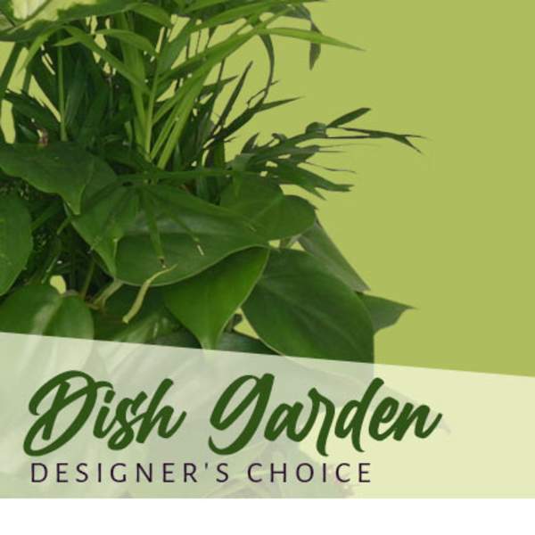 Green leafy plant arrangement with "Dish Garden" text